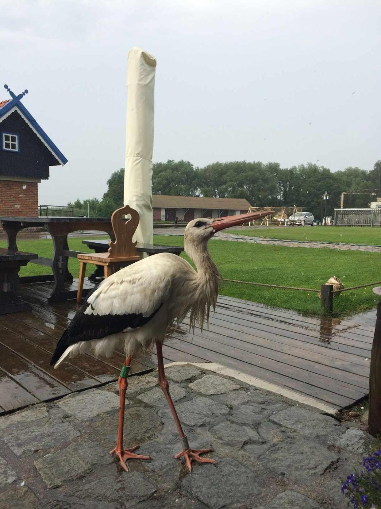 Sturmu Svyturys Bed & Breakfast Sturmai Bagian luar foto
